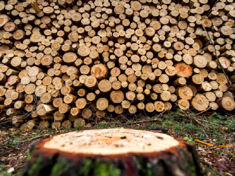"Puls Biznesu": ceny drewna w cieniu wiatrołomów
